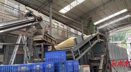 山界回族鄉(xiāng) 百合加工承攬全縣80%業(yè)務(wù)，除四害服務(wù)助力鄉(xiāng)村發(fā)展